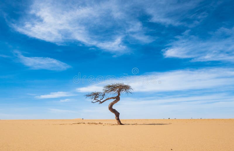 Lonesome tree in the desert