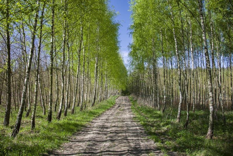Long Avenue between Birch Trees Stock Image Image of branches