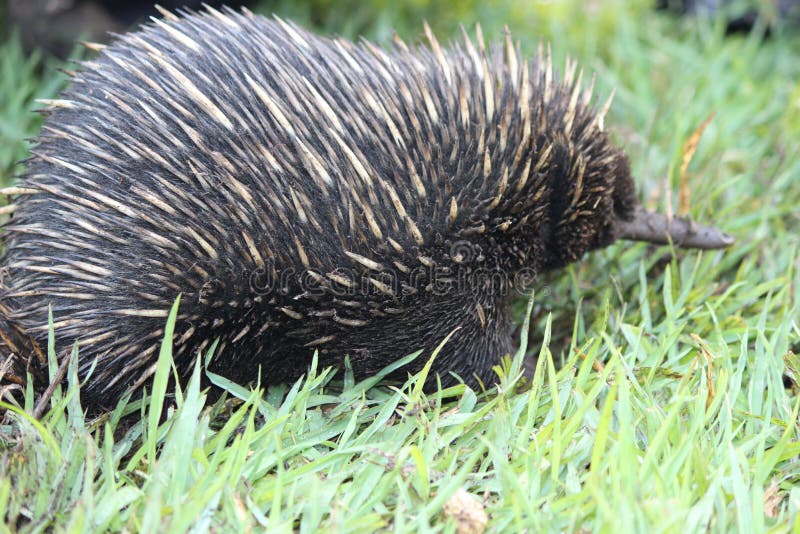 Long Beaked Echidna