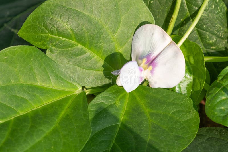 Long Bean Flowers Whit Sunlight in the Garden. Purple Flowers Stock
