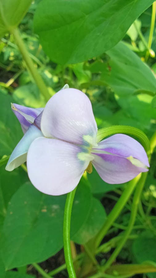 This is a Long Bean Plant Flower that Has Bloomed Stock Image Image