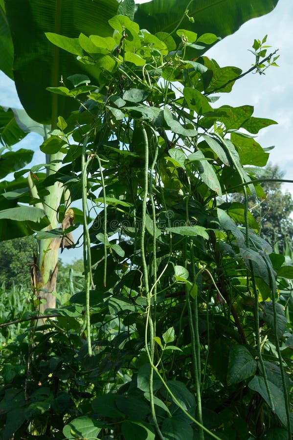 Long Bean Plant that Has Dense Fruit in the Garden. Stock Photo Image of meal, fresh 243734832
