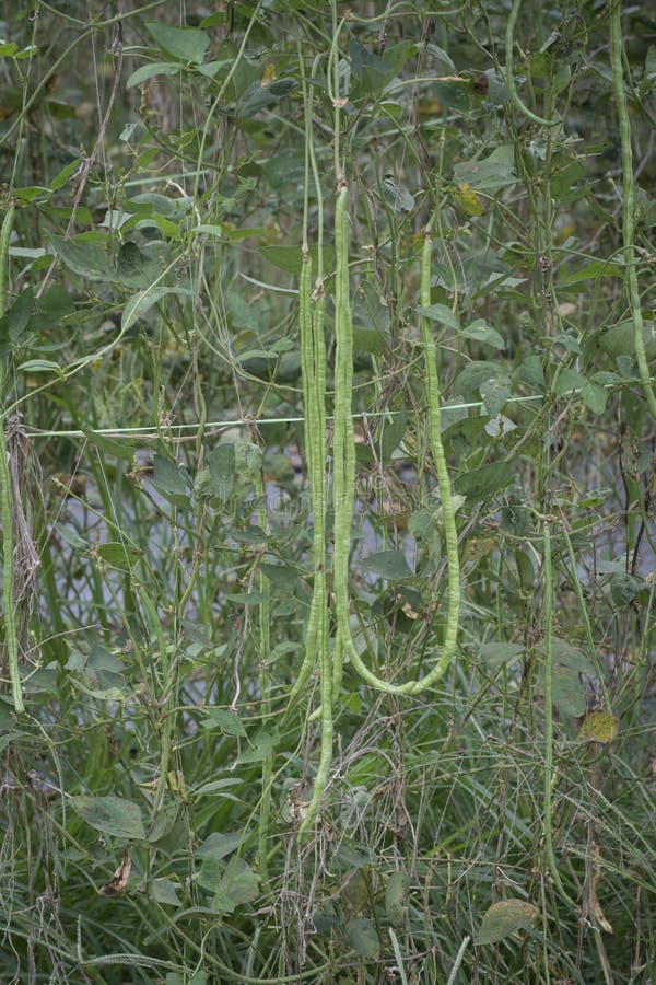 Long Bean Vegetable Hanging on the Stem Stock Image Image of bunch, cowpea 184410551