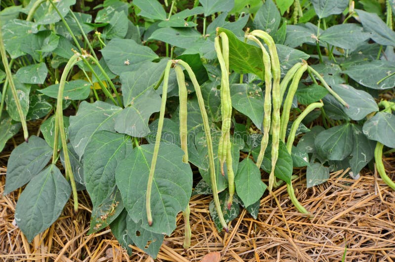 Long Beans with Leaves in the Garden Stock Image Image of green, line