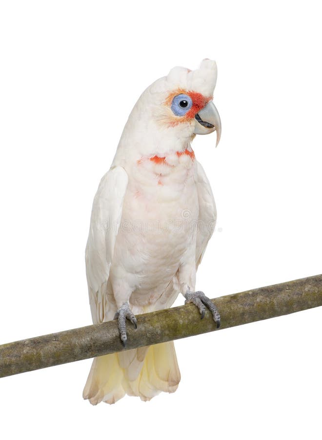 Long-billed Corella - Cacatua tenuirostris