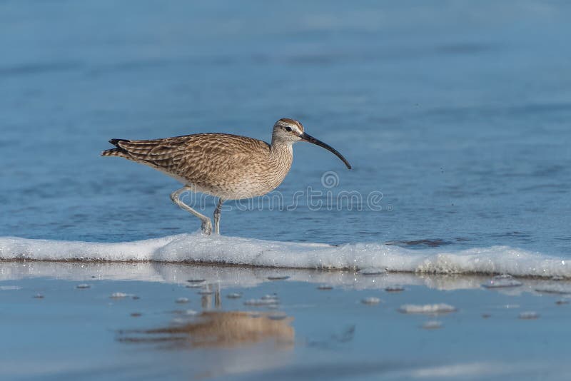 Long-billed curlew, bird