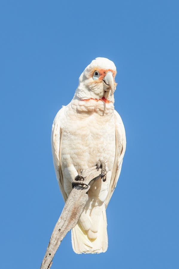 Long Billing Corella Cockato in Australië royalty-vrije stock afbeelding Long Billing Corella Cockato in Australië royalty-vrije stock afbeelding