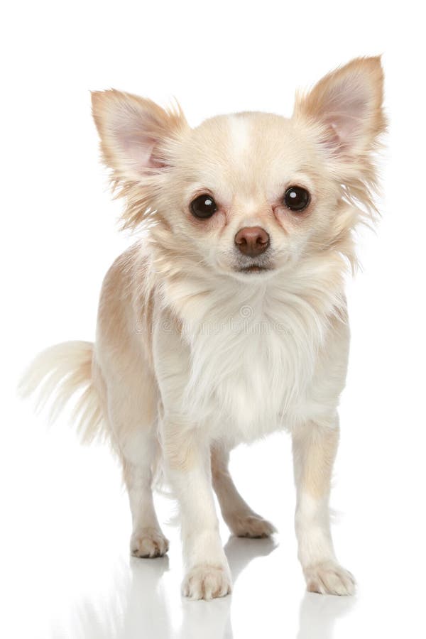 Long Coat Chihuahua On A White Background Stock Photo