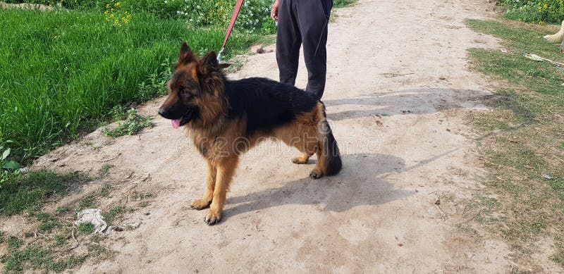 king shepherd long coat