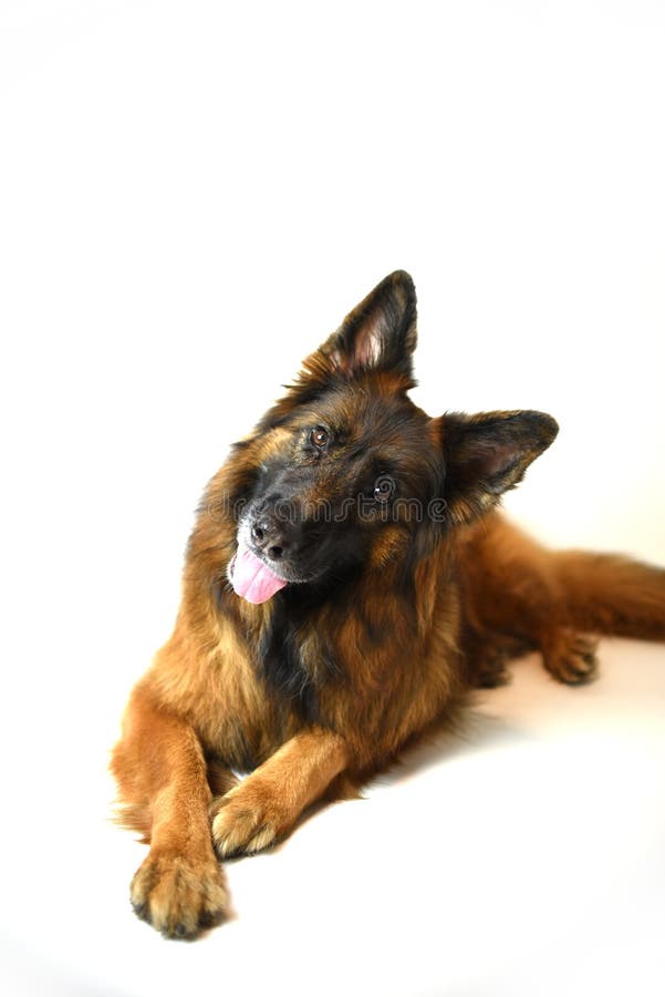 Long Coat German Shepherd Red and Black Stock Photo Image of portrait