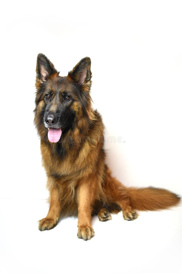 red coat german shepherd