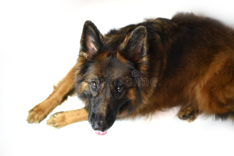king shepherd long coat