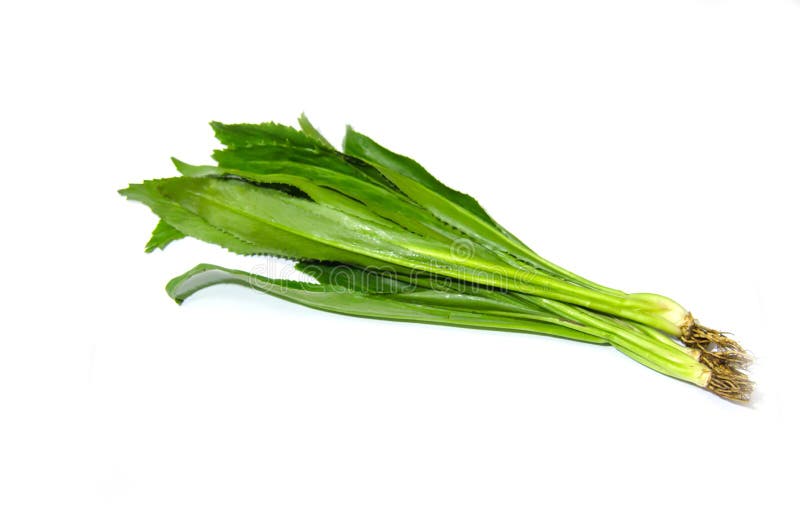 Long coriander leaves stock photo. Image of plant, asian 20640562