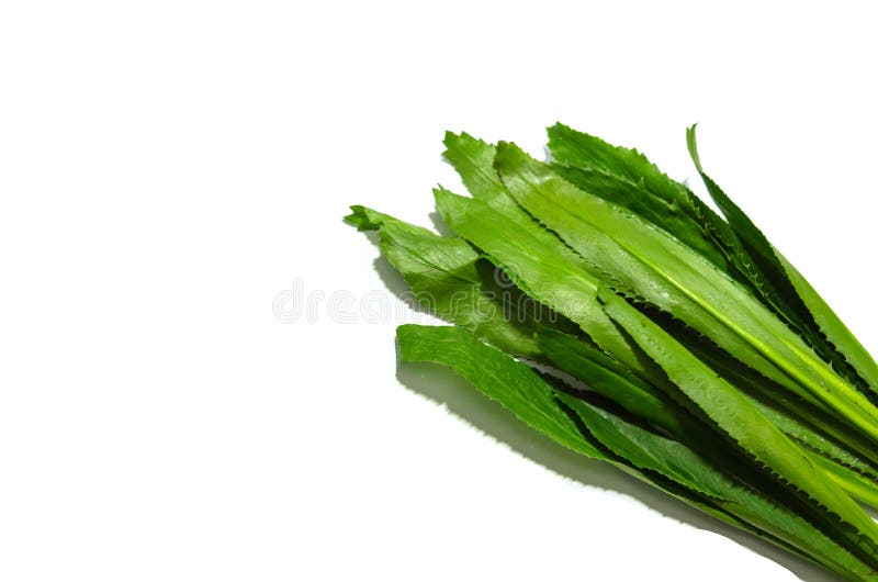 Long coriander leaves stock photo. Image of foetidum 150711620
