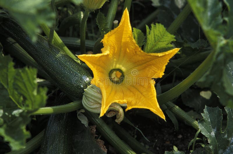 Long Courgette or Long Zucchini, Cucurbita Pepo, with Flower Stock