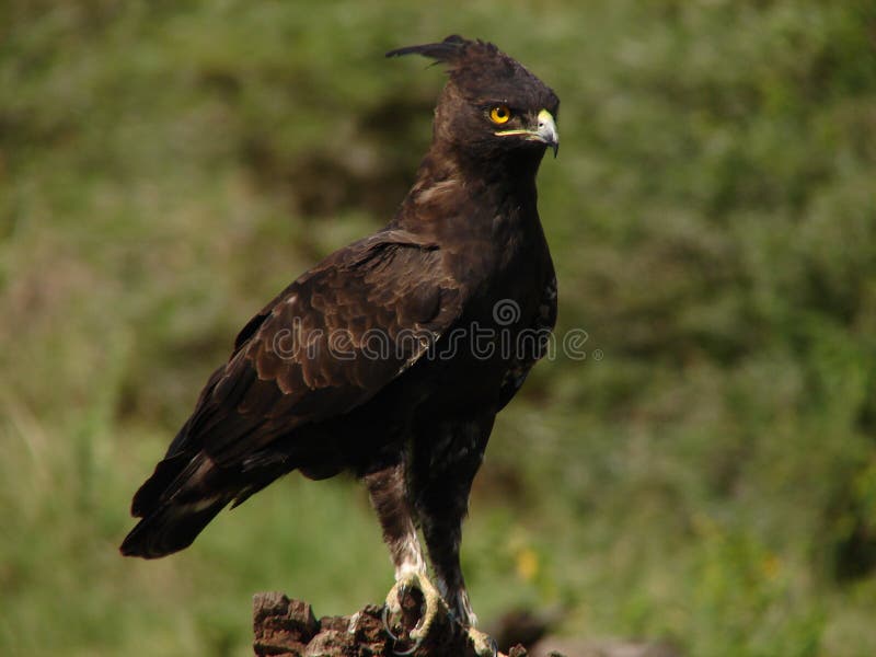 Long Crested Eagle