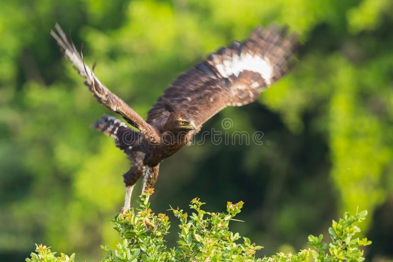 Long-crested Eagle Launching From Acacia