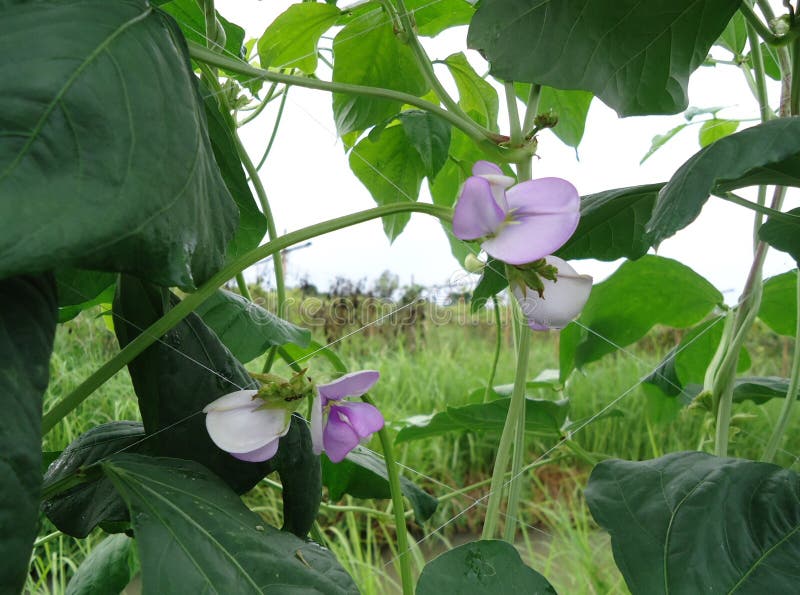 Yard Long Bean is a Creeper and the Fruit is Long Pods. . Stock Image