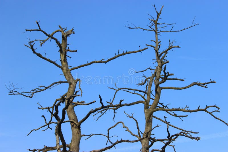 Long dead pine tree with a squiggly and dark branches with no bark. View of the tree top and blue skies. Latvia stock image Long dead pine tree with a squiggly and dark branches with no bark. View of the tree top and blue skies. Latvia stock image