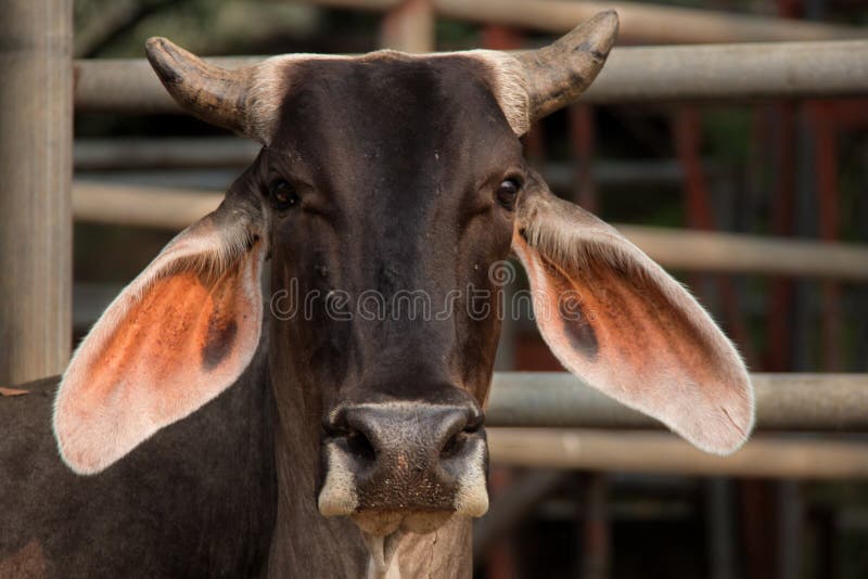 Long eared brahman cow in thailand. Brahman stock images, royalty-free photos and pictures