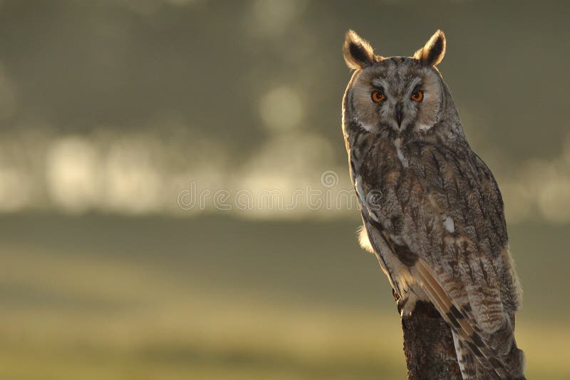 Long-eared Owl