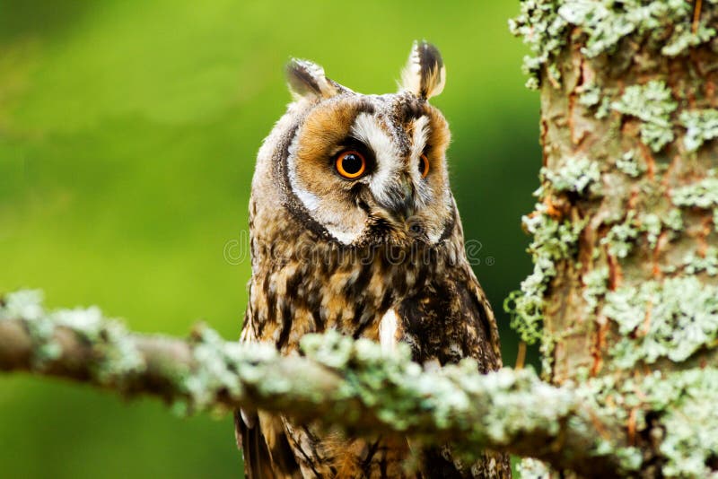 Long eared owl