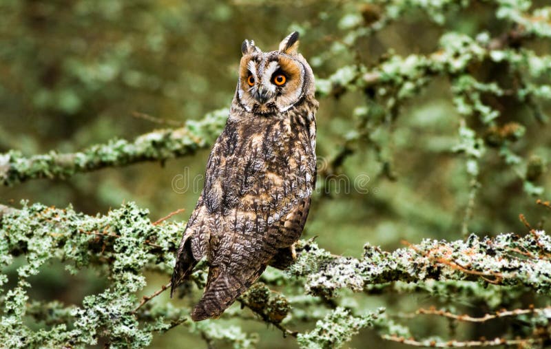 Long eared owl