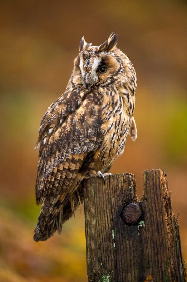 Long Eared Owl