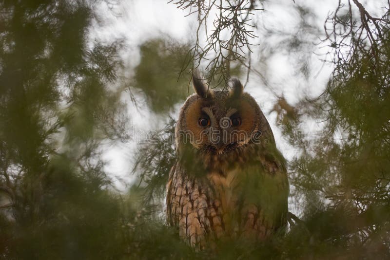 Long eared owl also known as Asio otus with characteristic eye disks.
