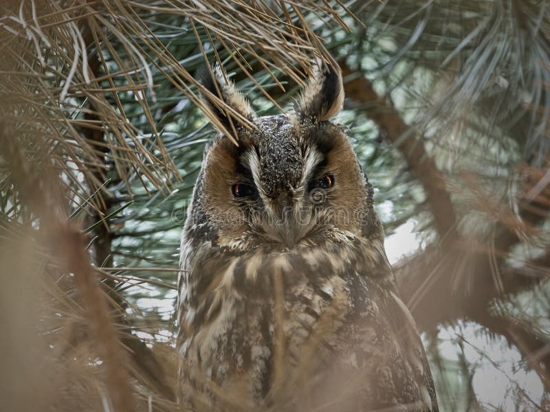 Long-eared owl Asio otus stock photo. Image of habitat - 130098918