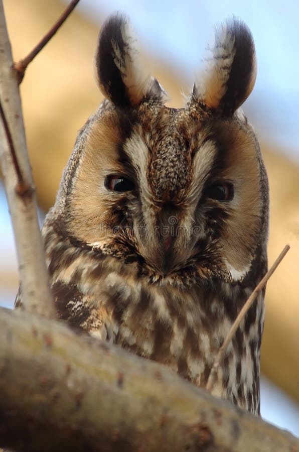 Long eared owl