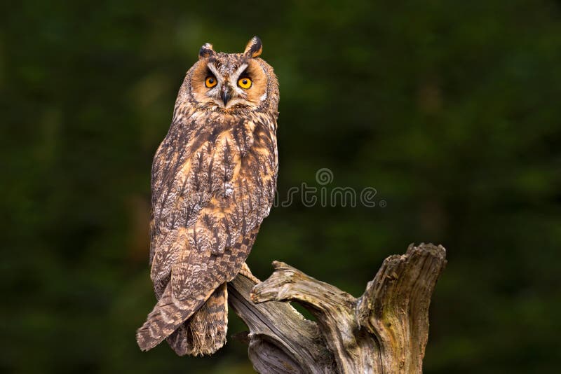 Long-eared Owl sitting on the branch in the fallen larch forest during dark day. Owl hidden in the forest. Wildlife scene from the