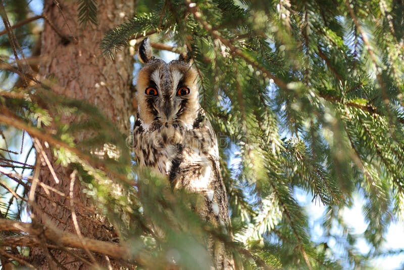 Long Eared Owl Sitting Staring Pine Tree Stock Photos - Free & Royalty ...