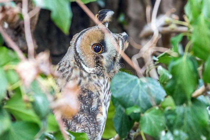 Long Eared Owl Sitting on a Tree Asio Otus Stock Image - Image of birds ...