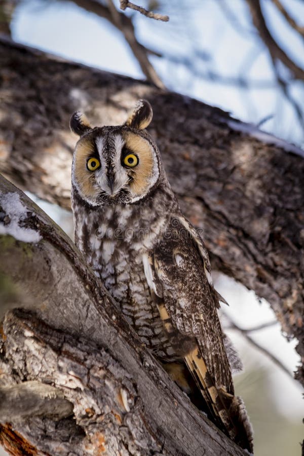 Long Eared Owl in Winter Setting