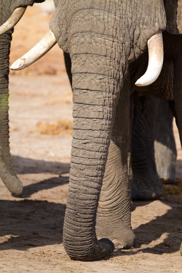 Long elephant trunk stock photo. Image of animal, outdoors - 27691152