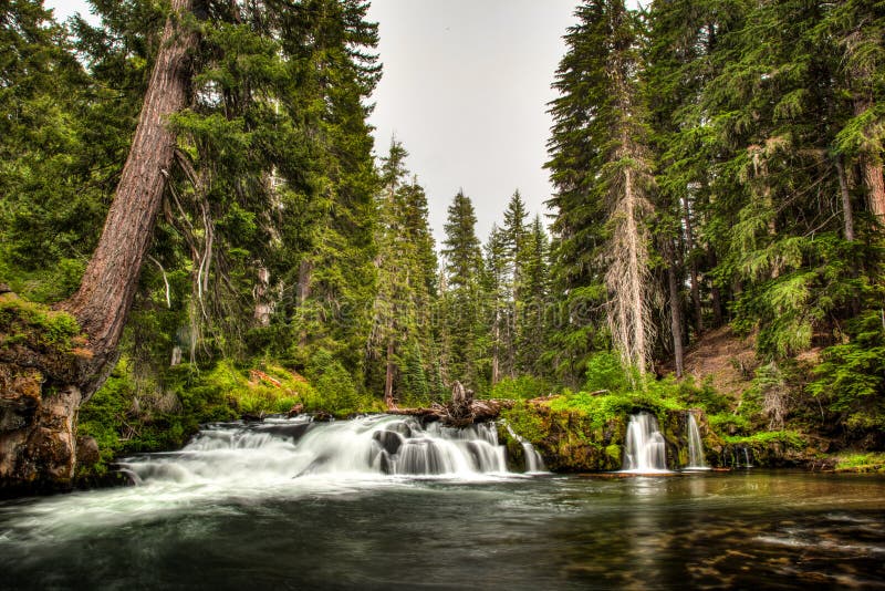 Long exposure of a small river and a short waterfall over mossy rocks between tall evergreen trees in Oregon