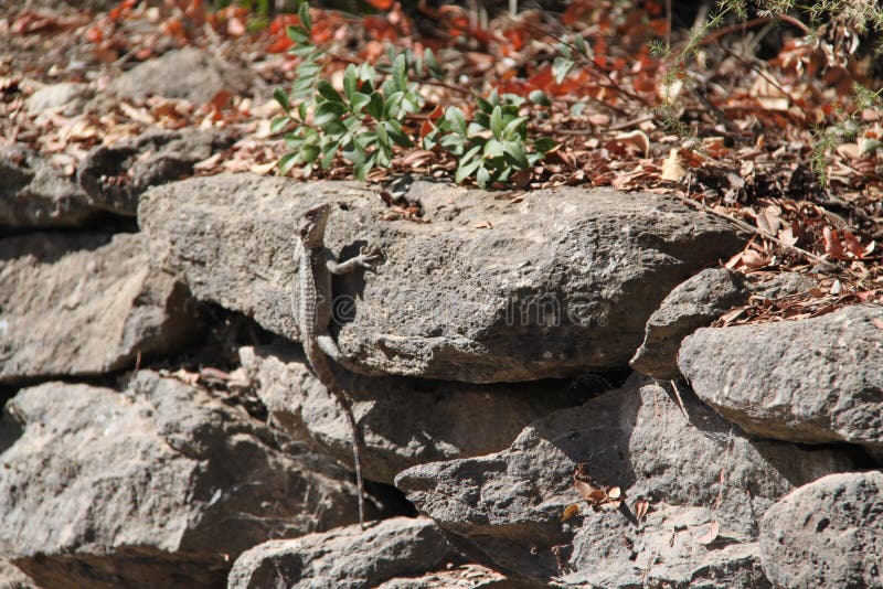 Lizard Climb on a Rock stock images