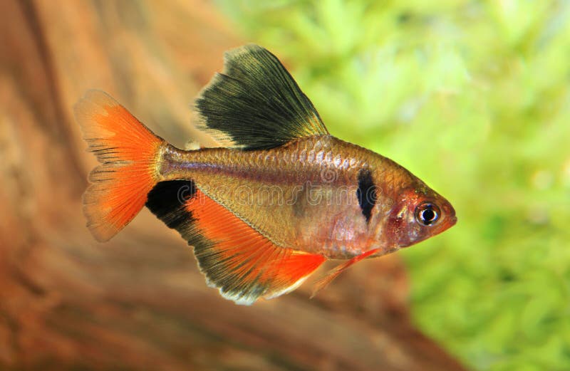 long fin tetra long fin tetra