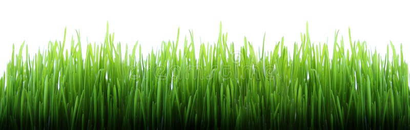 Long grass stock images