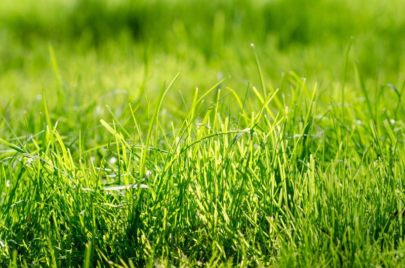Long Grass Meadow Closeup with Bright Sunlight, Stock Image - Image of ...