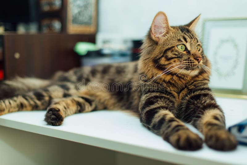 Bengals Illustrated  Did you know that there are long haired Bengals in  addition to the traditional short haired Bengals The long haired Bengals  are often referred to as Cashmere Bengal Cats