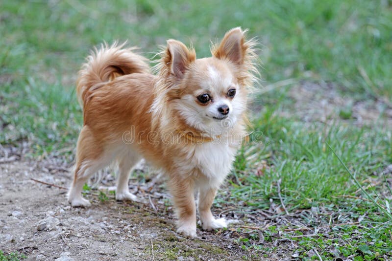 Long hair chihuahua dog. stock photo. Image of park - 143327340 Long hair chihuahua dog. stock photo. Image of park - 143327340