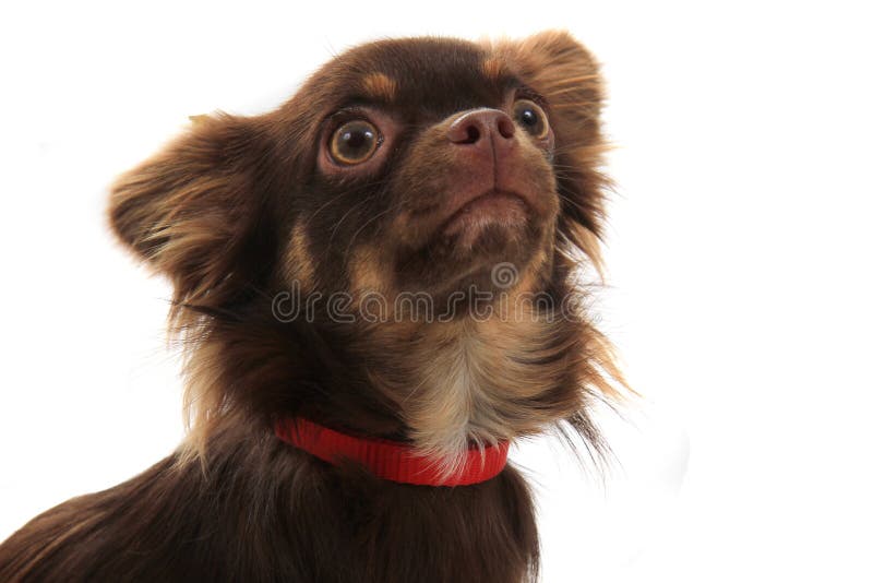 Long Hair Chihuahua Stock Photo Image Of Domestic Funny 156452444