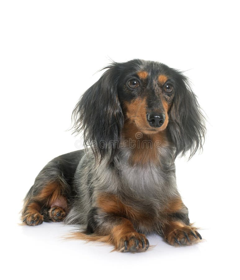 long haired grey dachshund