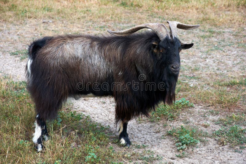 Long Hair and Long Horn Black Goat Stock Image - Image of countryside, long:  224252881