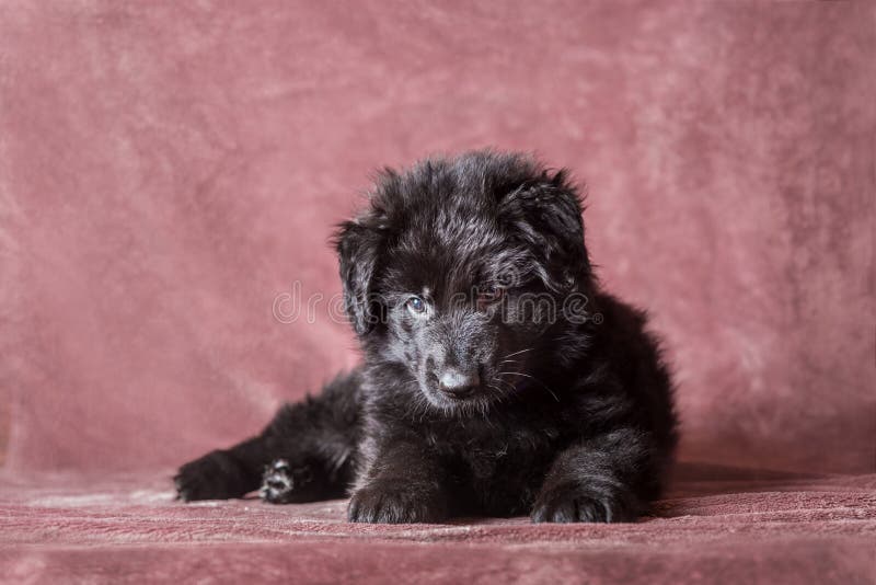 Long-haired Black German Shepherd Puppy Studio Stock Image - Image of ...