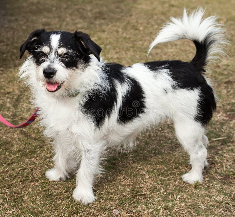 Collection 104+ Images full grown black and white jack russell terrier Stunning