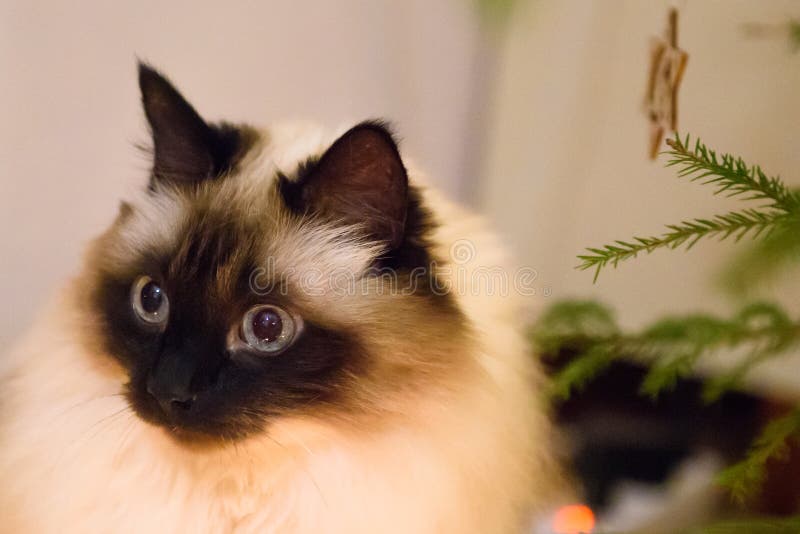 Red-haired Burmese Kitten with an Expressive Look Stock Image - Image of gift, portrait: 175456465 Red-haired Burmese Kitten with an Expressive Look Stock Image - Image of gift, portrait: 175456465