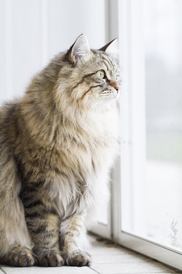 Brown Tabby Mackerel Long Haired Cat Of Siberian Breed At The Window